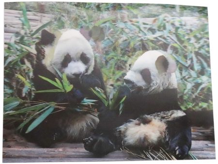 2 Panda cubs - 3D Lenticular Poster - 12x16 -  NEW Cheap