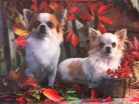 2 Chihuahuas- 3D Lenticular Poster - 12x16 -  NEW For Sale