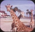 Busch Gardens Zoological Park - View-Master 3 Reel Packet - vintage - A979-G1B Cheap