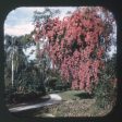 Beautiful Cypress Gardens Florida - View-Master 3 Reel Packet - vintage - A961-G1A For Discount