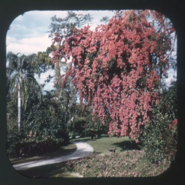 Beautiful Cypress Gardens Florida - View-Master 3 Reel Packet - vintage - A961-G1A For Discount